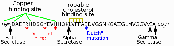 amyloid beta sequence