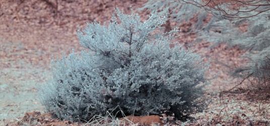 Infrared photo of bush using Red 2423 colored acrylic filter