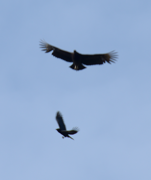 Crow fighting a vulture
