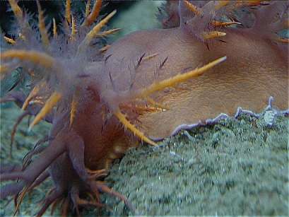 Mollusc