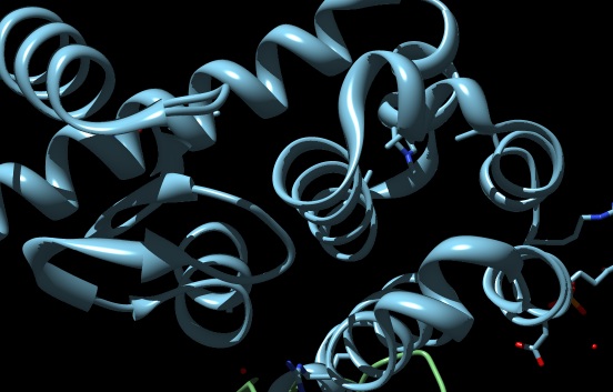 Three dimensional ribbon structure of a protein molecule