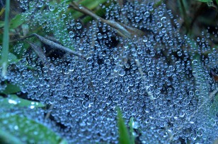 Spider web covered in dew drops
