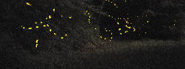 fireflies