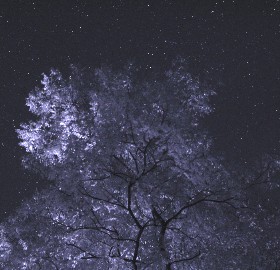 Infrared photo of trees and stars