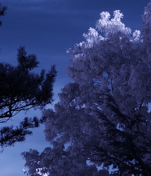 Infrared photo of trees