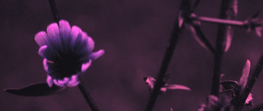 UV photo of blue Chickory flower