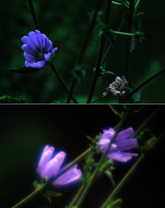 Visible photos of Chickory