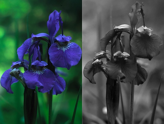 UV photo of blue iris