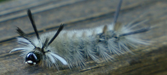 UV photo of white caterpillar