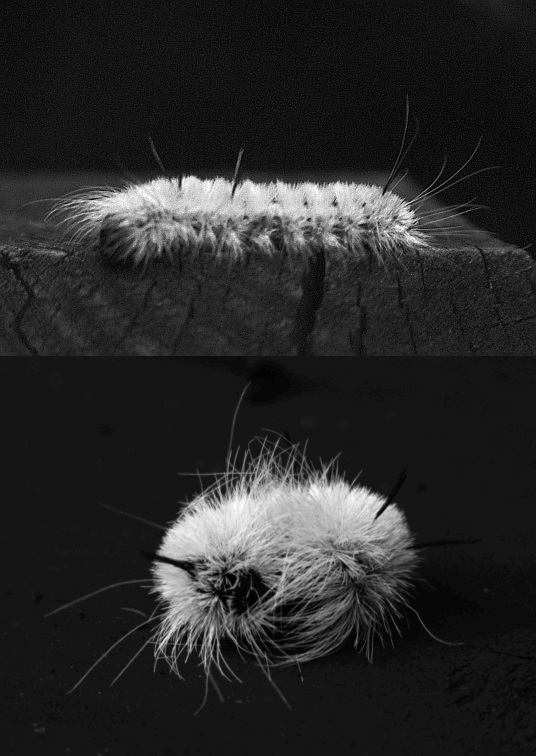 UV photo of white caterpillar
