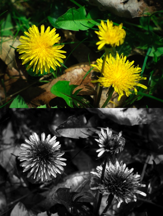 UV photo of dandelions using fused silica lens
