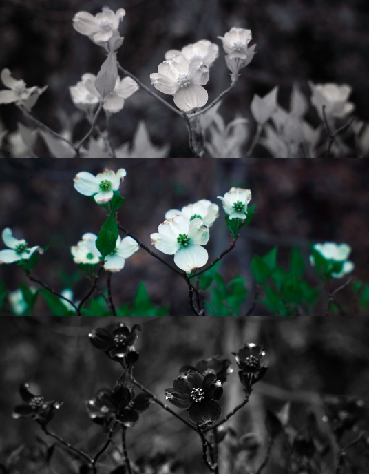 Infrared, visible, and UV photo of dogwood tree flowers