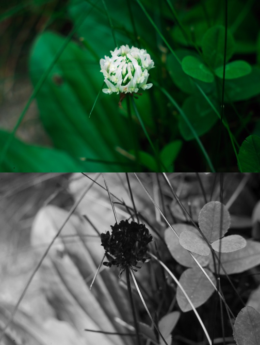 UV photo of clover flower