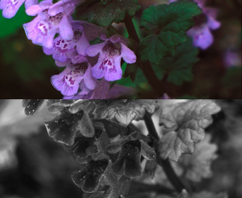 UV photo of henbit flower