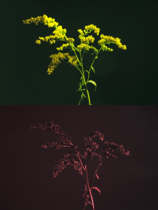 Visible and UV photo of goldenrod