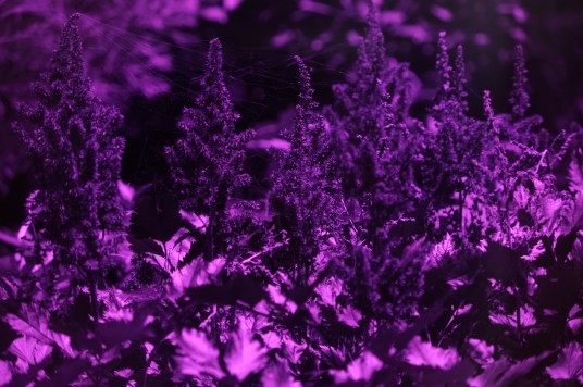UV photo of purple flowers taken with Nikkor 80-200 2.8D