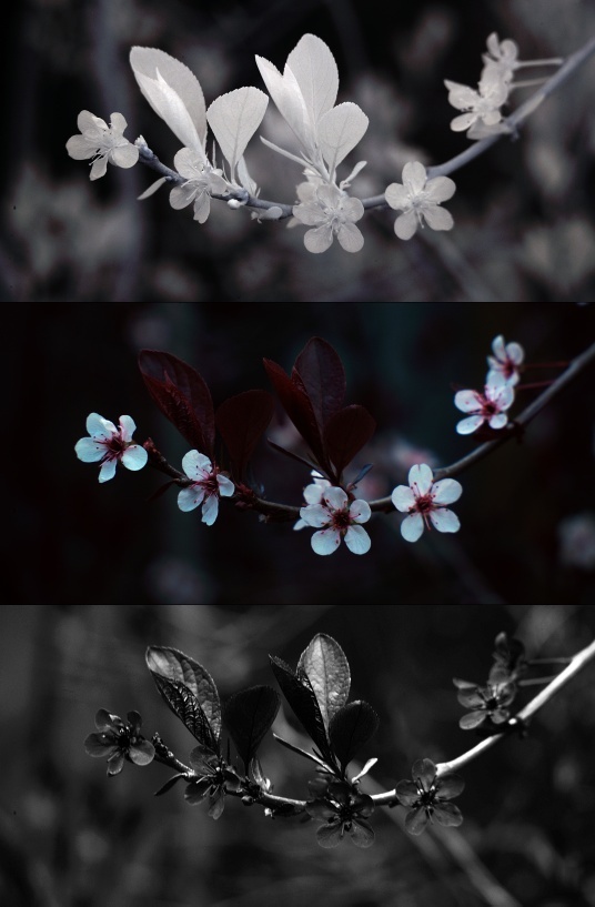 IR, Visible, and UV photo of plum tree flowers