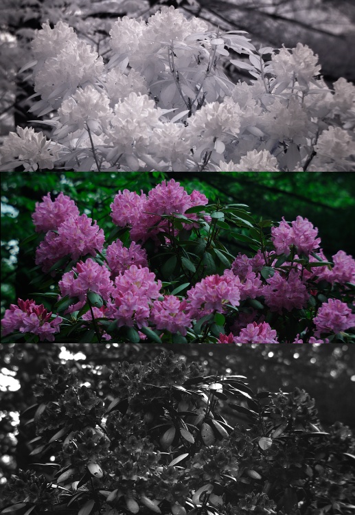 Infrared, visible, and UV photo of flowering rhododendron bush