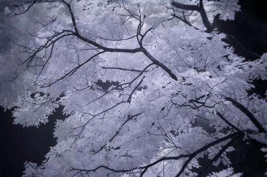 Infrared photo of trees