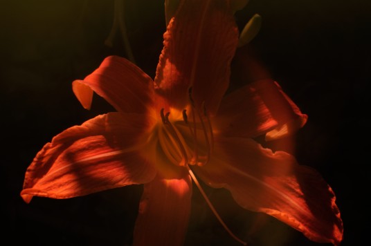 UV photo of tiger lily using fused silica lens