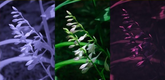 Infrared, visible, and UV photo of white lilies