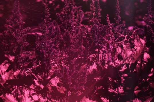 UV photo of purple flowers taken with fused silica lens