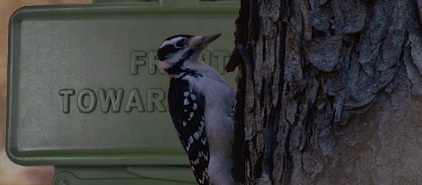 Woodpecker next to a Claymore