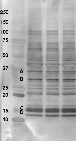 Western blot