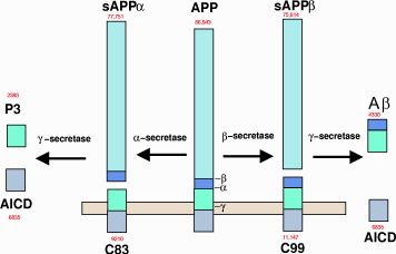 Metabolism of APP to produce beta-amyloid