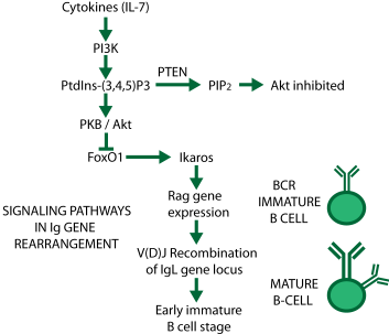 Genetic rearrangement