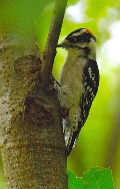 Downy Woodpecker Downy Woodpecker