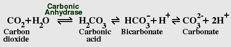 Carbon dioxide - bicarbonate equilibrium Carbon dioxide - bicarbonate equilibrium