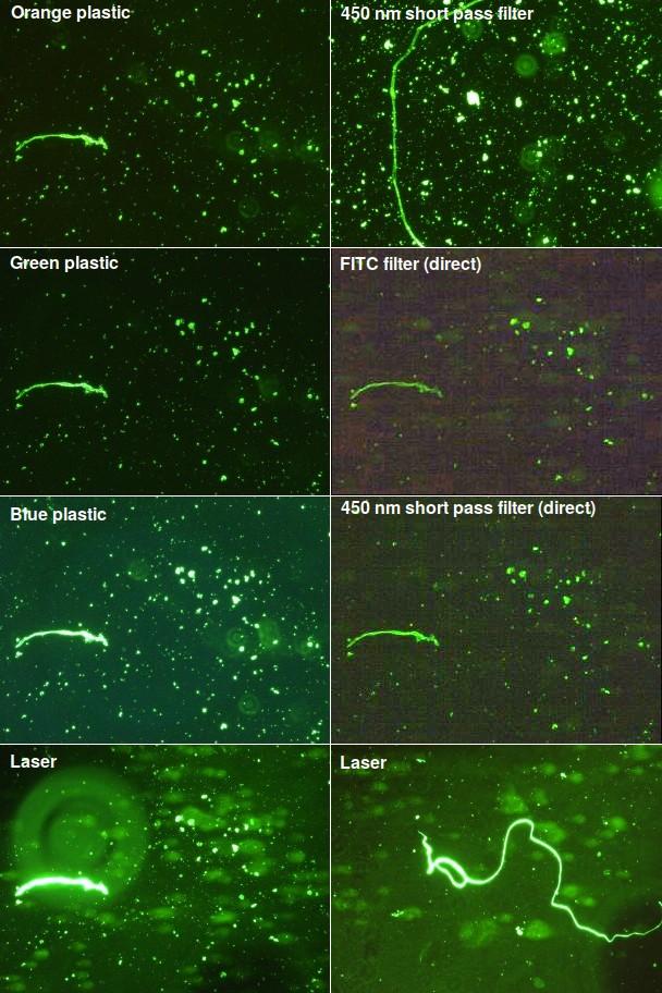 Cells labeled with Sybr Gold DNA stain