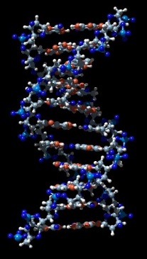 DNA