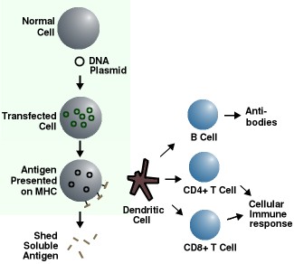 DNA Vaccine