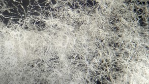 Dryer lint