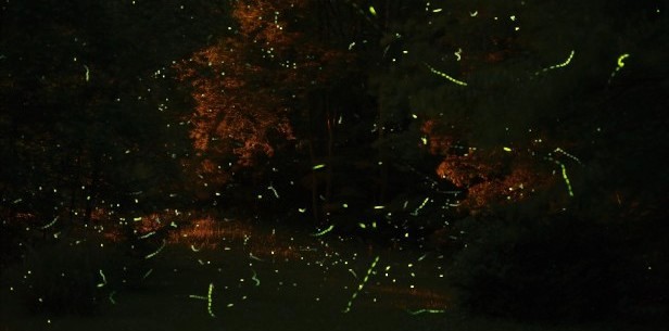 Fireflies