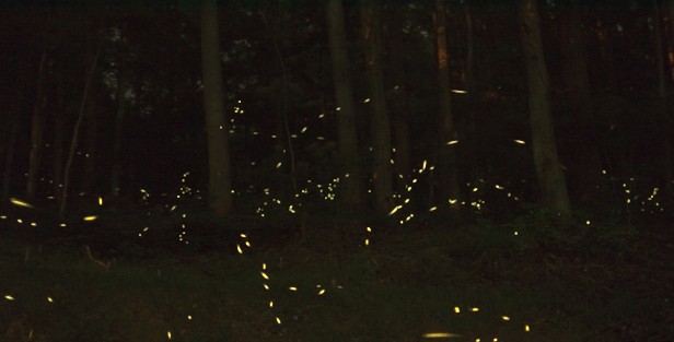 Fireflies