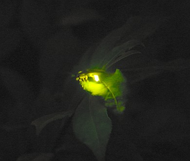Fireflies