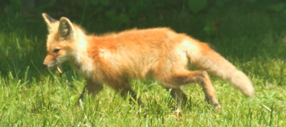 Fox eating a cicada