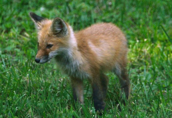 Fox eating a cicada