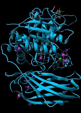 Furin 3D structure