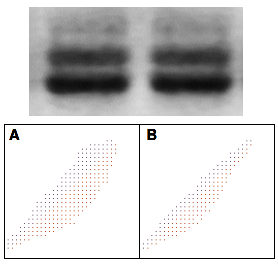 Western blot