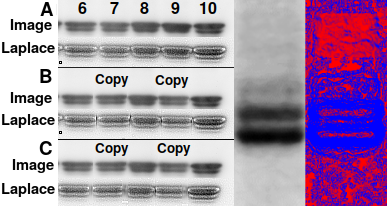 Western blot