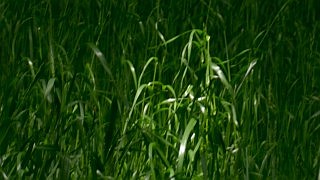 Grass