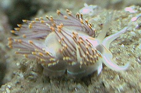 Hermissenda crassicornis Hermissenda crassicornis