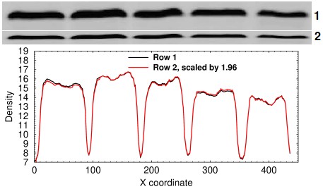 Densitometry analysis of a resized row