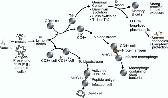 Immune system