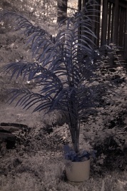 Infrared photo image