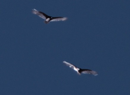 Infrared photo of buzzards image